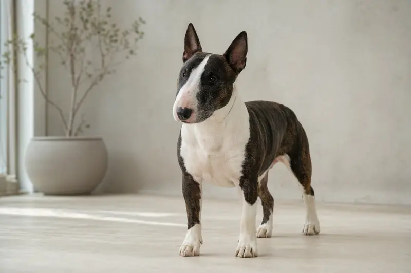 Ein aufmerksamer Zwerg-Bullterrier steht in natürlicher Haltung vor hellem Hintergrund, als realistisches Hundeportrait mit weichem Licht.