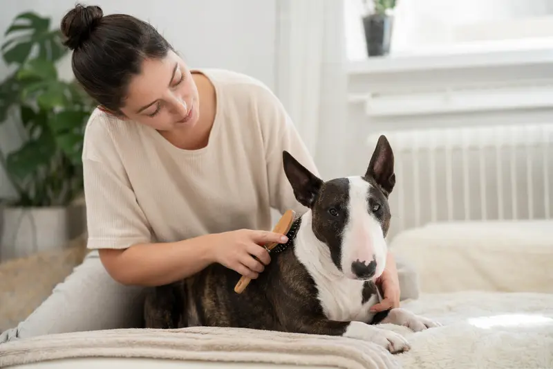 Ein Zwerg-Bullterrier wird in einer hellen Wohnung sanft gebürstet, während sein Besitzer liebevoll die Fellpflege übernimmt.
