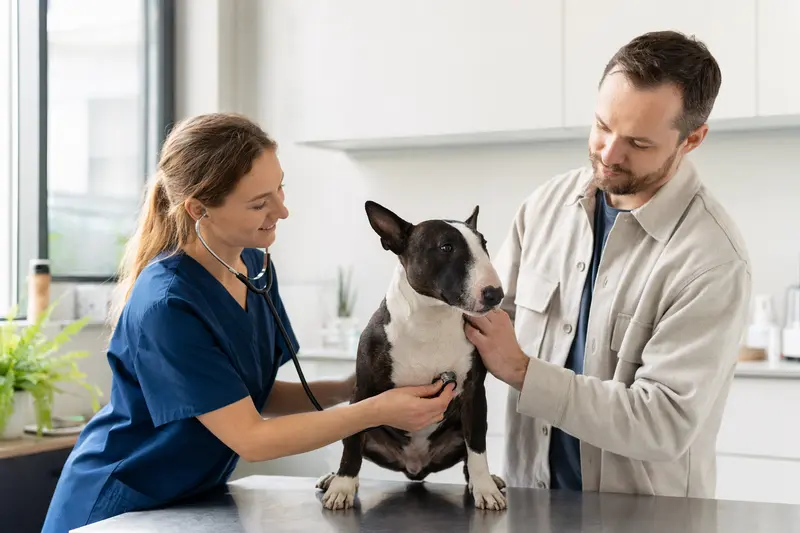 Ein ruhiger Zwerg-Bullterrier wird von einer freundlichen Tierärztin mit einem Stethoskop untersucht.