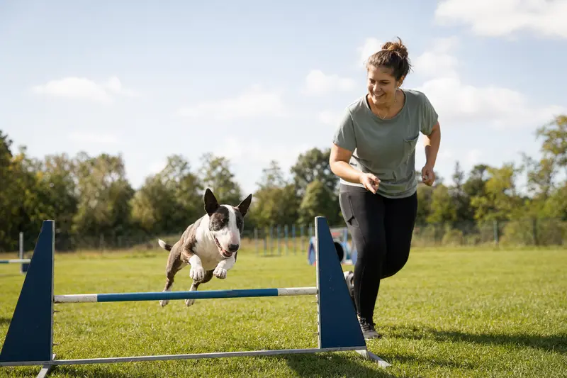 Ein Zwerg-Bullterrier trainiert mit seinem Besitzer an einer kleinen Hürde auf dem Hundeplatz bei sonnigem Wetter.