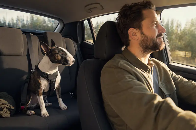 Ein Zwerg-Bullterrier sitzt sicher angeschnallt auf der Rückbank eines Autos, während sein Besitzer ruhig fährt.