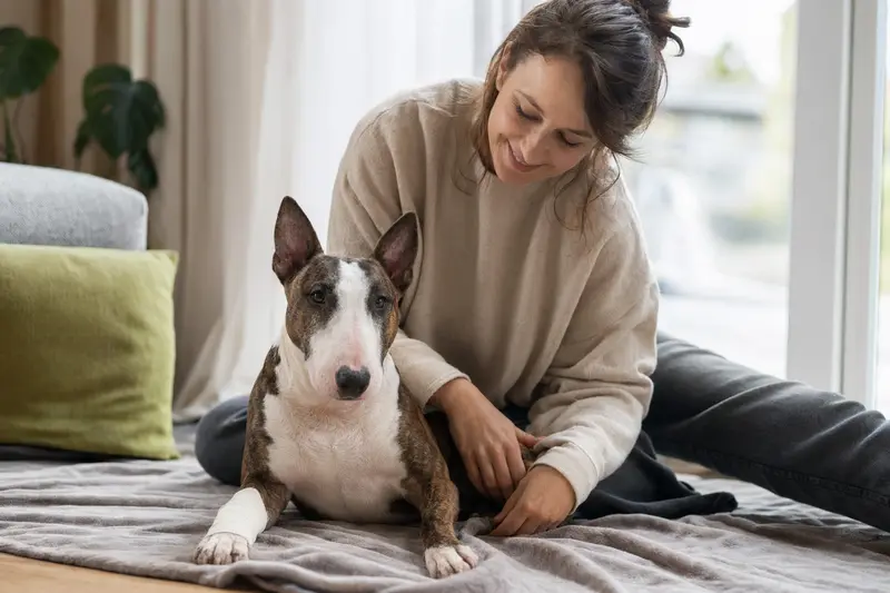 Ein Zwerg-Bullterrier mit leicht verbundenen Pfote liegt ruhig auf einer Decke, während sein Besitzer erleichtert neben ihm sitzt.