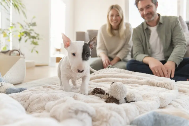 Ein neugieriger Zwerg-Bullterrier Welpe entdeckt sein neues, behagliches Zuhause mit Familie und Spielzeug.