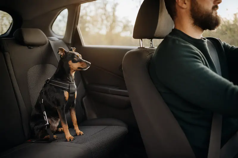 Ein Zwergpinscher sitzt sicher angeschnallt auf der Rückbank eines Autos, während der Fahrer ruhig unterwegs ist.