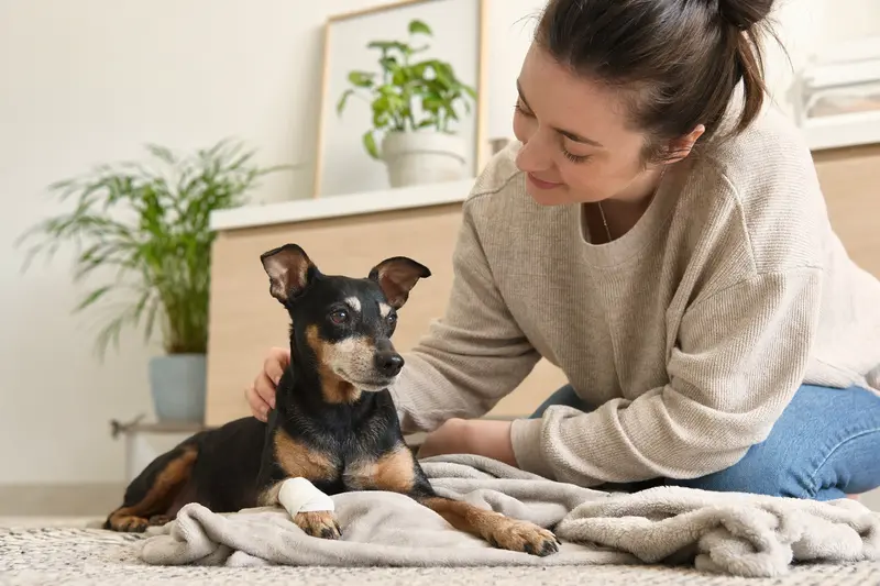 Ein Zwergpinscher mit leicht verbundenem Pfötchen liegt ruhig auf einer Decke, während sein Besitzer erleichtert neben ihm sitzt.