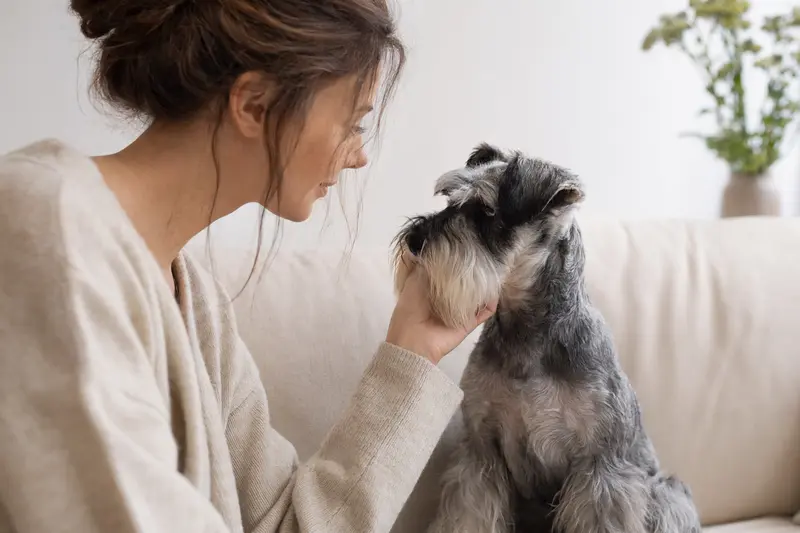 Ein aufmerksamer Zwergschnauzer steht in natürlicher Haltung vor hellem Hintergrund und zeigt die typische Fellstruktur der Rasse.