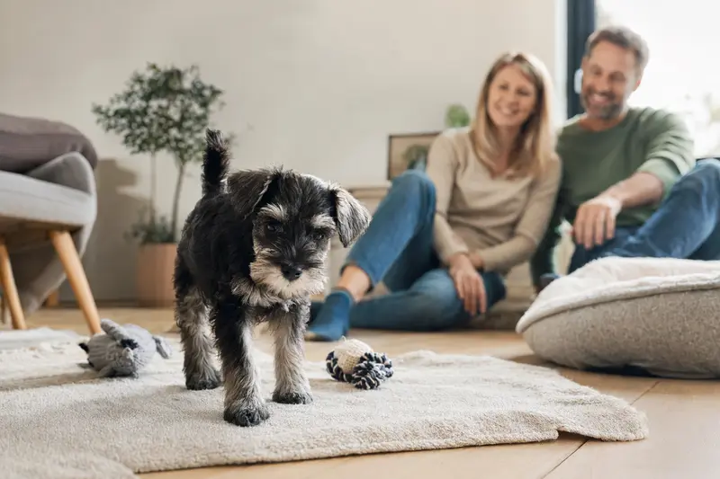 Ein junger Zwergschnauzer-Welpe erkundet neugierig sein neues Zuhause auf einer weichen Decke zwischen Spielzeug und einer liebevollen Familie im Hintergrund.